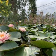 thuong687